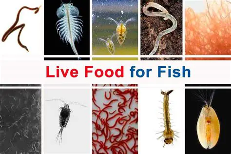 Advantages of Using Automatic Ornamental Fish Dining Devices