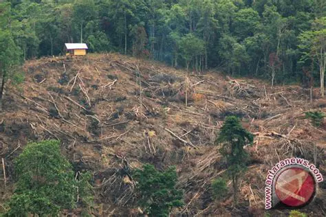 Akibat Penebangan Liar Hutan