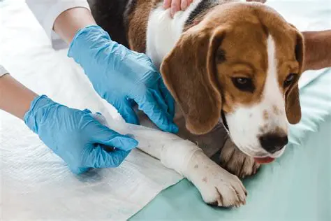 Animal bite puncture wounds