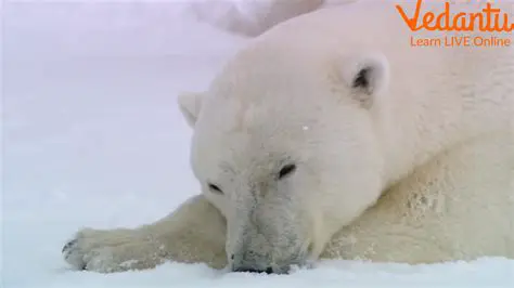 Animals Hibernation in Winter