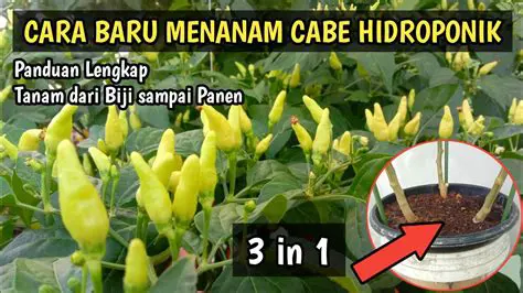 Berapa Lama Bibit Padi Bisa Berubah Menjadi Beras