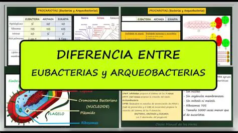 Ejemplos de bacterias y arqueas que realizan fototrofia