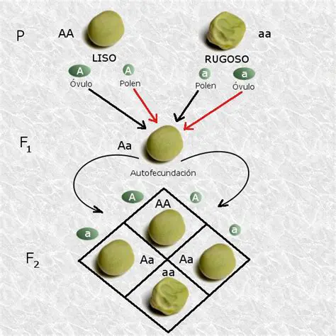 El Cruce entre Plantas con Genes R y r