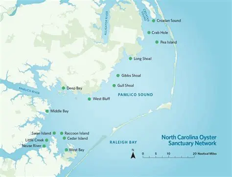 Establish more oyster sanctuaries