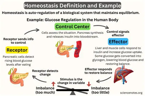 Examples of Homeostasis in Action