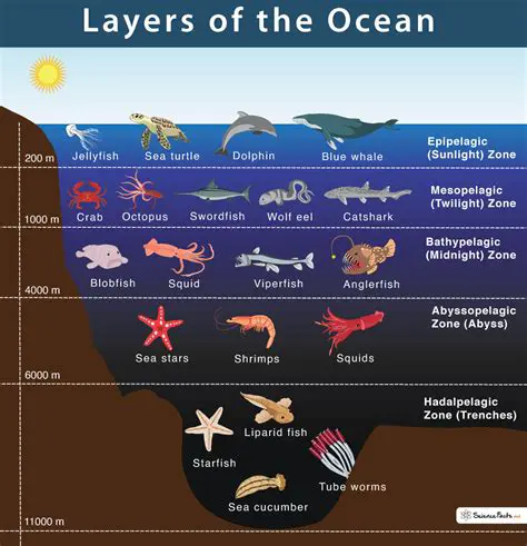 Found in the upper layers of the ocean