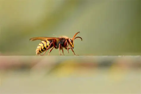Frequently Asked Questions About Bees