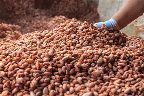 Germination of Cacao Seeds