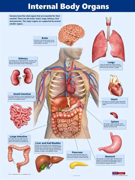 Human Anatomy and Physiology