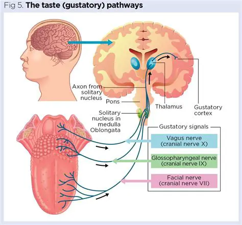 Imaginary Notes of Taste and Smell