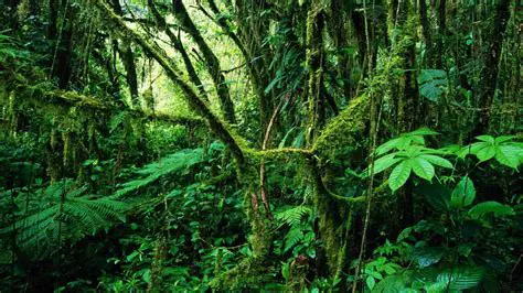 Immerse Yourself in a Vibrant Jungle