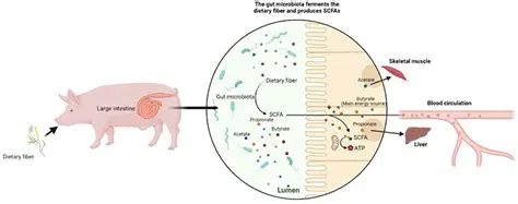 Importance of Fibers in Biology