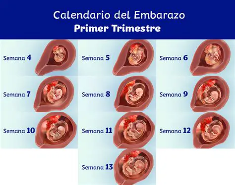 Importancia del aumento de masa en los primeros tres meses