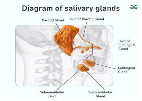 Investigate the relationship between salivary characteristics and SECC