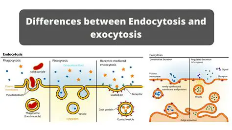 Key Differences Between Endocytosis and Exocytosis