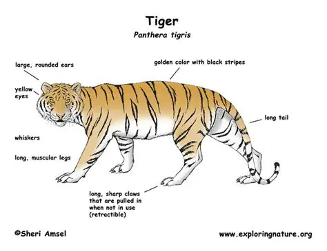 Key Features of TIGER PLUS