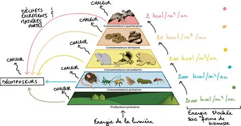 Les Niveaux de la Chaine Alimentaire