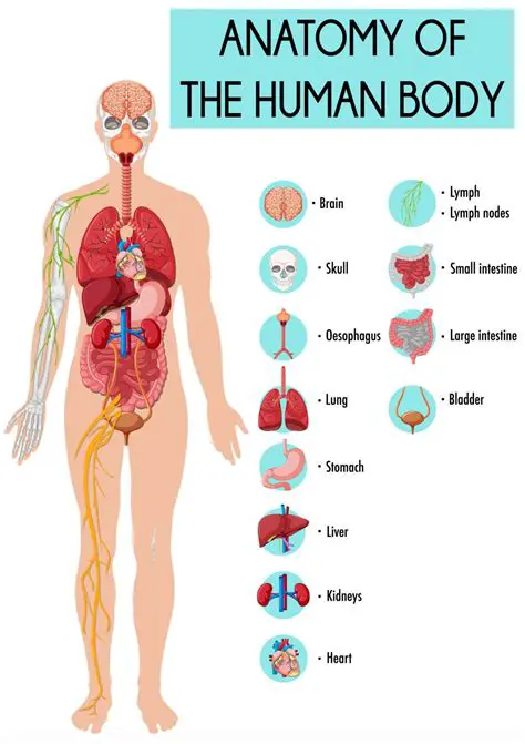 Observations of Human Anatomy