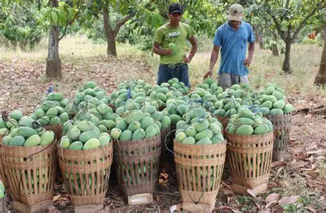 Pertanyaan dan Jawaban tentang Perbandingan Hasil Panen Mangga