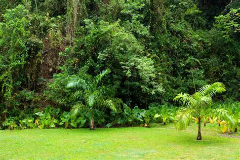 Plant trees and vegetation
