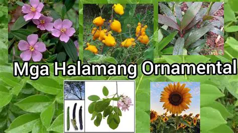 Plumahe ng Iba Pang Halamang Karaniwang Kinakain