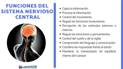 Preguntas y Respuestas sobre el Sistema Nervioso y sus Funciones