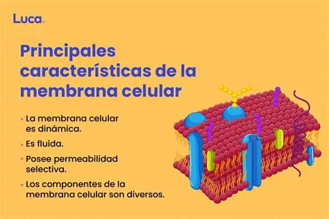 Preguntas y respuestas sobre la membrana celular