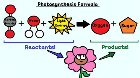 Reactants and Products in Photosynthesis