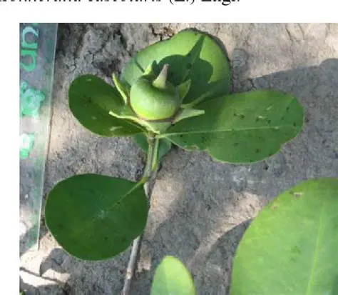 Response of Plant Growth and Long Chain of Polyisoprenoid Chain in Mangrove Sonneratia Alba Smith