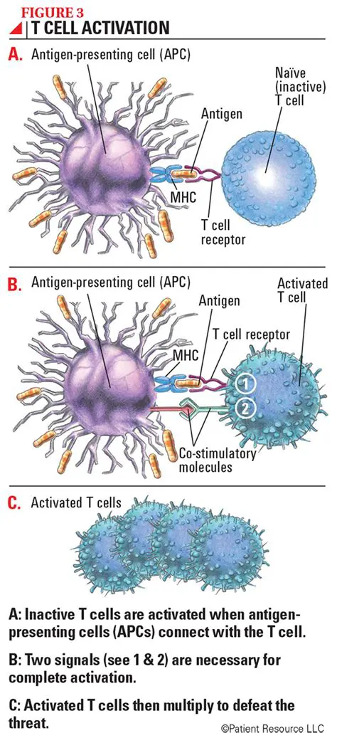 Stimulate an immune response