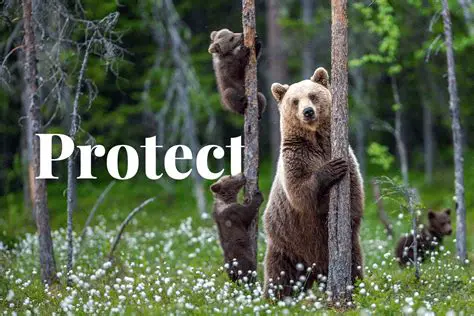 The Challenges in Law Enforcement Against Protected Animal Protection