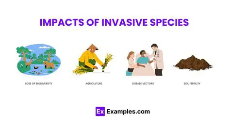 The Consequences of Invasive Species on Ecosystem Stability