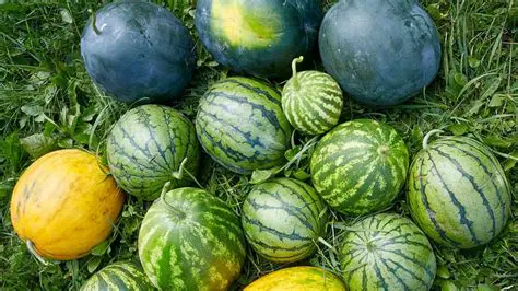 The Effect of Giving GA3 on the Formation of Partenocarpy Fruit in Hybrid Watermelon Varieties