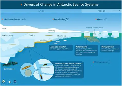 The Importance of Feeding in the Antarctic