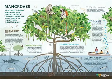 The Importance of Mangrove Forests in Mitigating Climate Change