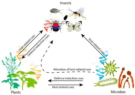 The Importance of Refugia Plants in Pest Control