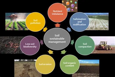 The Importance of Soil Quality in Onion Production