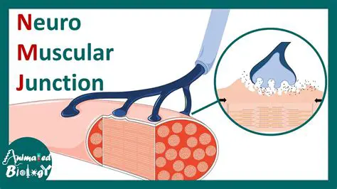 The Importance of the Neuromuscular Junction