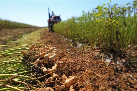 The Level of Production and Income of Peanut Farming
