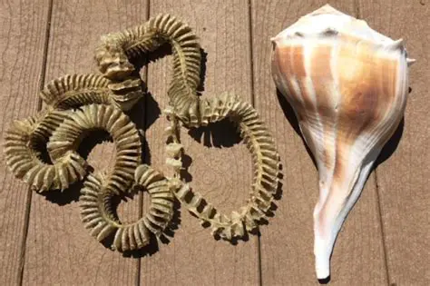 The Mysterious Shell Casing