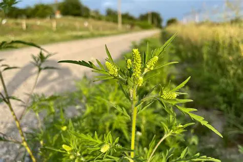 The Prevalence of Ragweed Allergies Among Sophomores