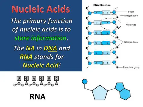 The Primary Function of Nucleic Acids