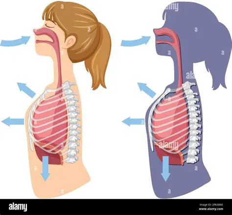 The Process of Inhaled Air