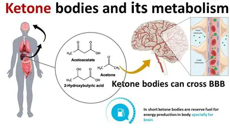 The Role of Cetonic Bodies in Energy Production