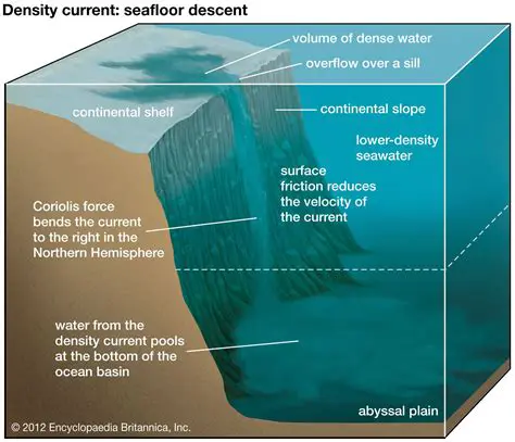 The Role of Density in Swimming