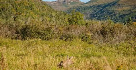Understanding Moose Behavior