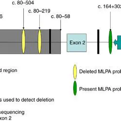 Understanding Polymorphic Deletion