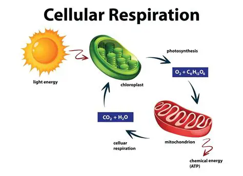 Understanding the Energy Produced by Cellular Respiration