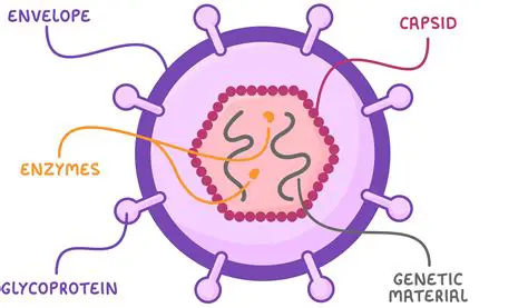 Understanding the Importance of Extra Parts in Viruses