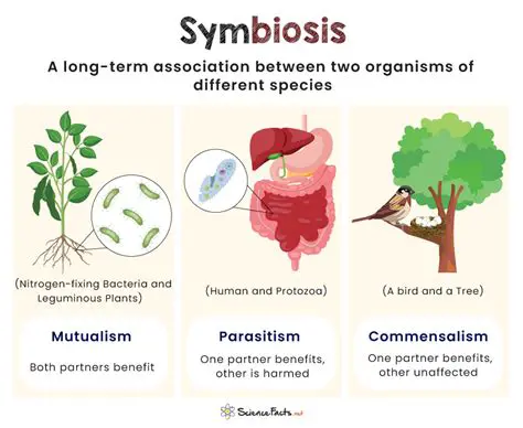 Use of Symbiotic as Additional Therapy